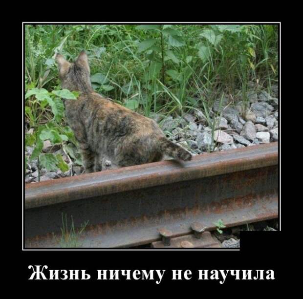 Демотиваторы (30 фото)