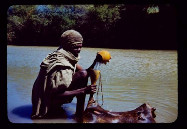 Африканец наливает воду в дубленую шкуру, которая выполняет роль сосуда для воды.