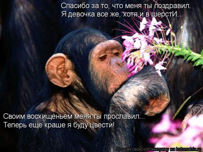 Лучшие котоматрицы недели (50 фото)