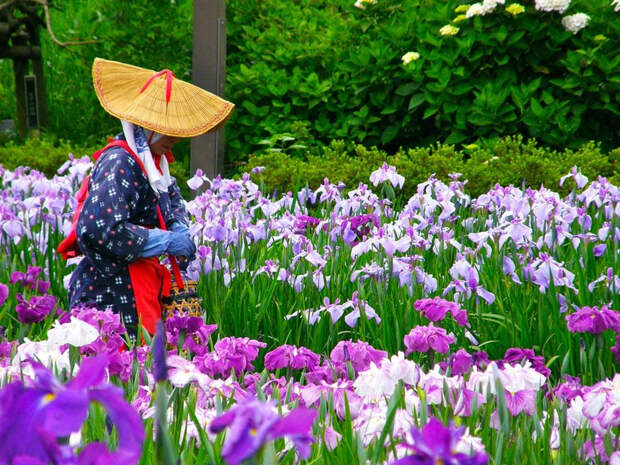 Водный сад ирисов в Японии
