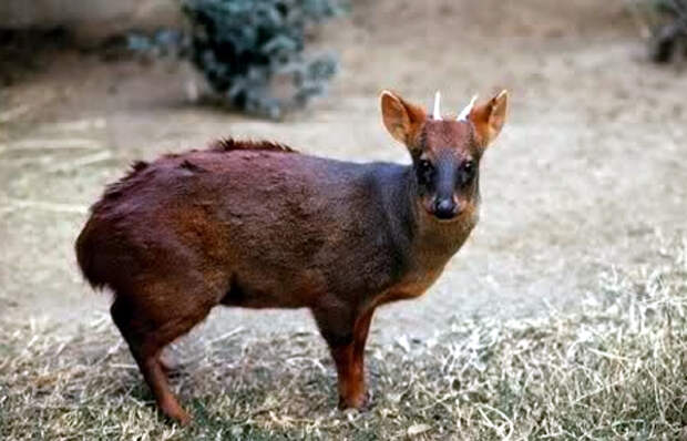Северный пуду (Pudu mephistophiles), фото олени фотография