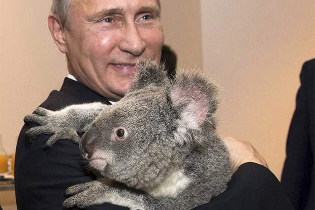 Путин и коала. Реальные итоги G20 Путин и коала. Реальные итоги G20