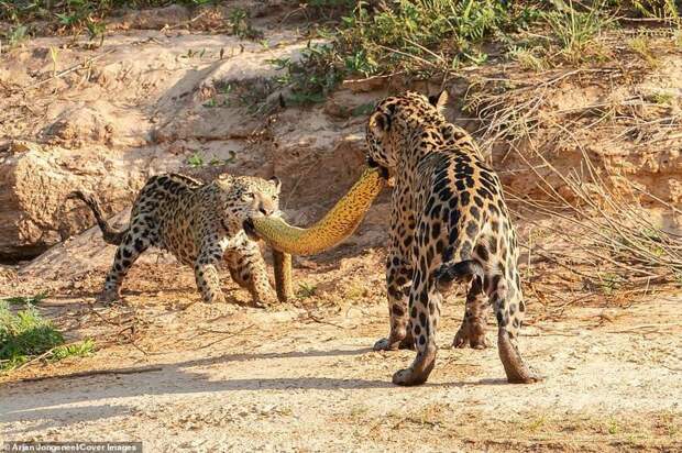 Самка ягуара и ее детеныш дерутся из-за добычи - 5-метровой анаконды