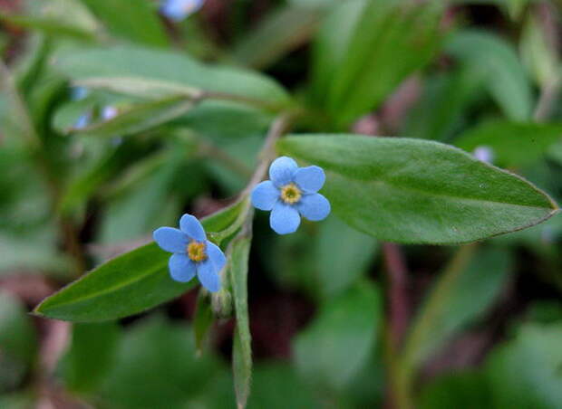 Пупочник завитой Omphalodes scorpioides