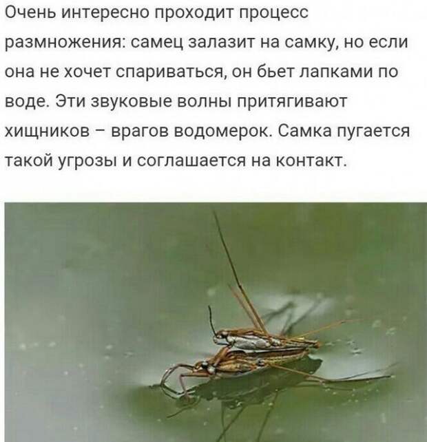 Анекдоты и прикольные картинки