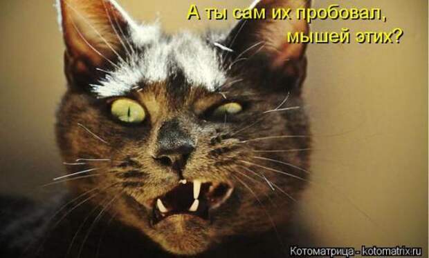 Котоматрицы(картинки с надписями)