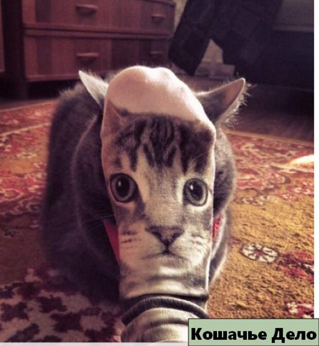 12 уморительных котиков, которых сфотографировали в нужный момент