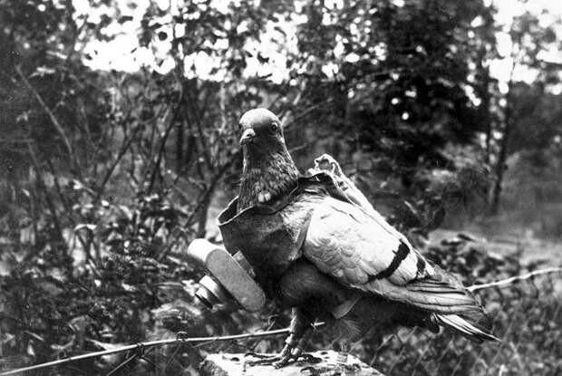 Галерея животных, втянутых людьми в мировую бойню Галерея животных, втянутых людьми в мировую бойню факты, мировая война, животные