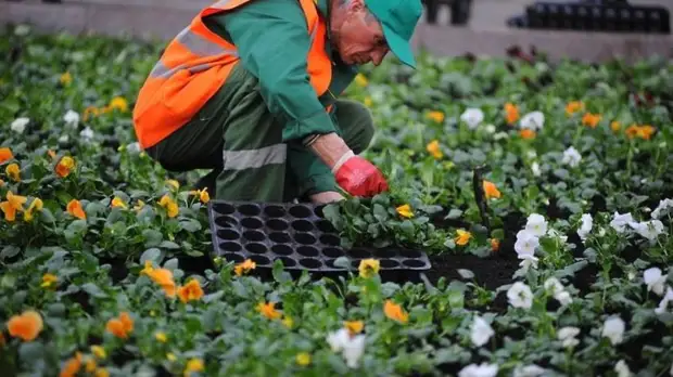 Фестиваль «Цветы Подмосковья» пройдёт с 23 по 25 августа в Ногинске