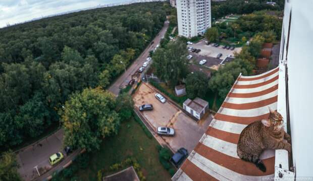 Падение кота остановил навес-маркиза. Фото: Алексей Хвостов