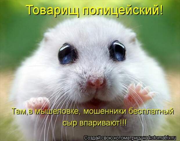 Смешная котоматрица