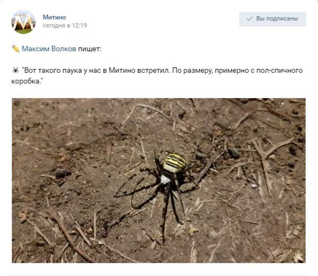 Фото дня: Пауки атакуют