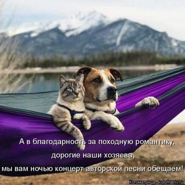 Лучшие котоматрицы недели (50 фото)