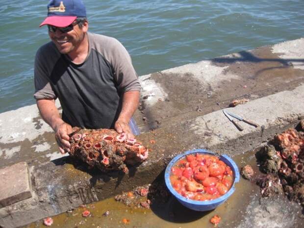 На рыбных рынках Чили можно приобрести деликатес — живые камни