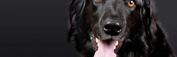 Как перевозить собаку в общественном транспорте Алматы