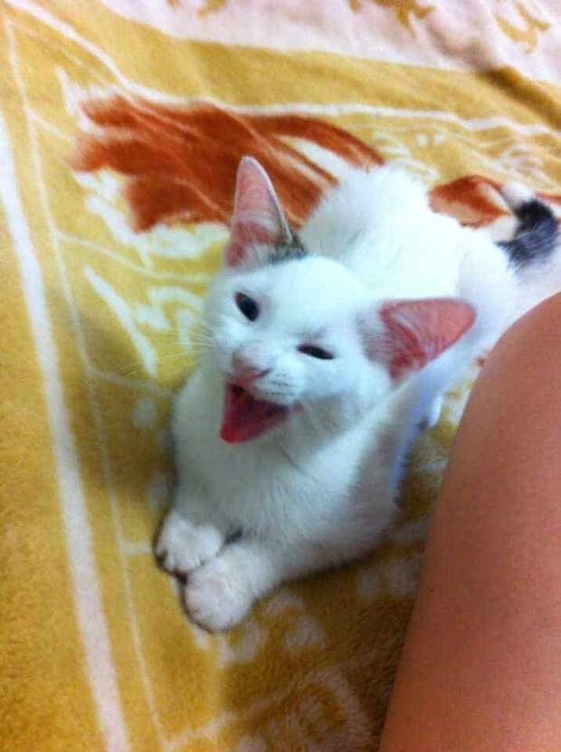 котёнок в доме
