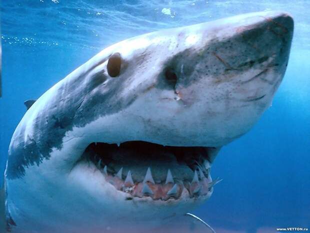 Будьте бдительны на отдыхе у моря, в котором водятся подобные создания и берегите себя! акулы, бывает же такое, жизнь, нападения, травмы, факты