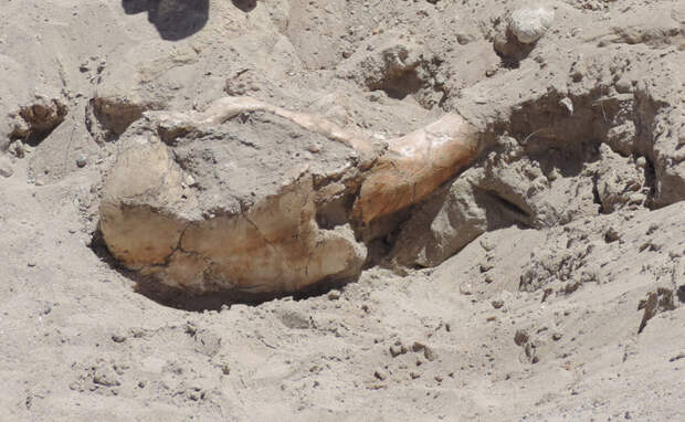 Останки древнего стегомастодона археология, животные, находка, повезло, предок, слон, сша, череп