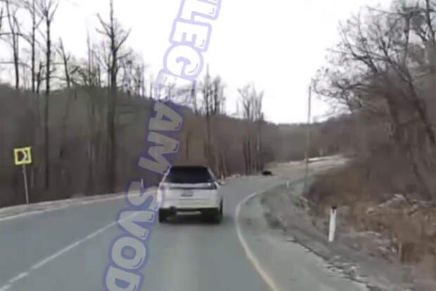 В Приморье на видео сняли, как крупный кабан бегал по дорогам