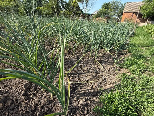 Почему чеснок вырастает с ноготь, а не с кулак: 5 главных ошибок, которые допускают даже опытные дачники