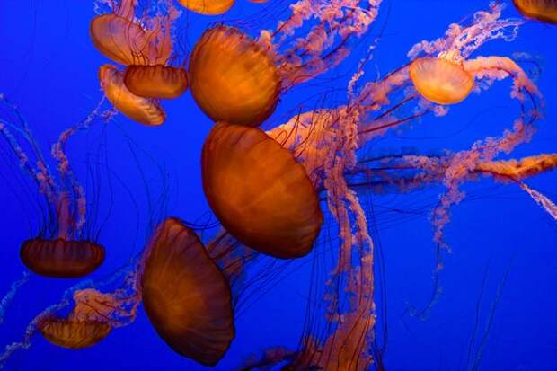 Jellyfish-pictures-12