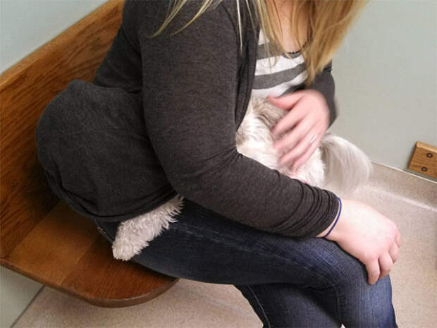 Pets Really Don’t Enjoy Visits to the Vet