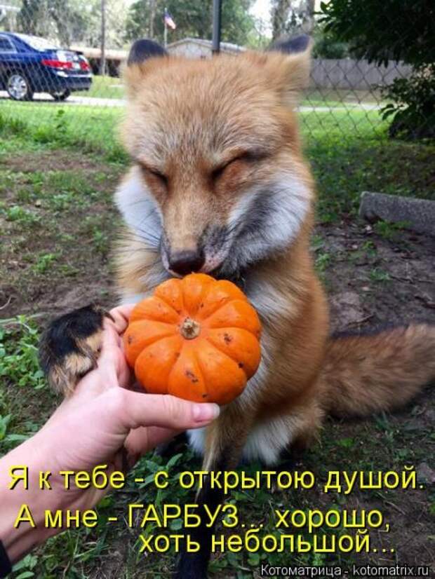 Лучшие котоматрицы недели (50 фото)