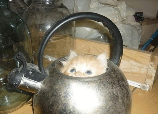 original original Кошки это жидкость, есть доказательства