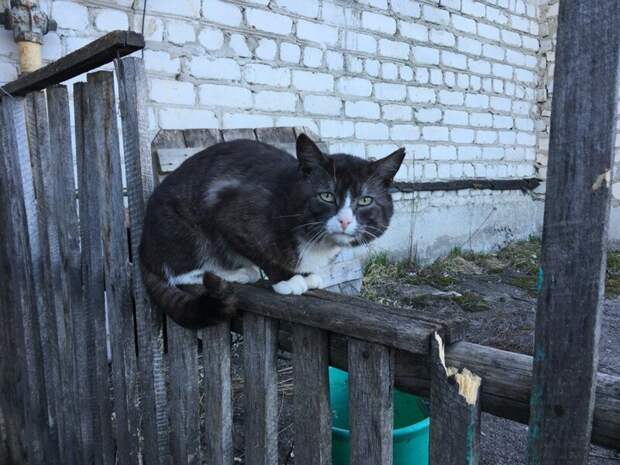 Грустно город, домашние животные, забор, кот, кошка, село, улица, эстетика