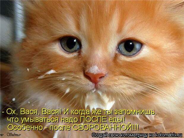 Котоматрицы :)