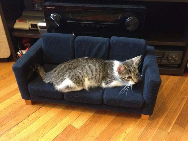 Почему бессмысленно отучать кота драть диван