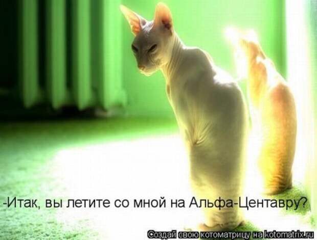Новая котоматрица за неделю