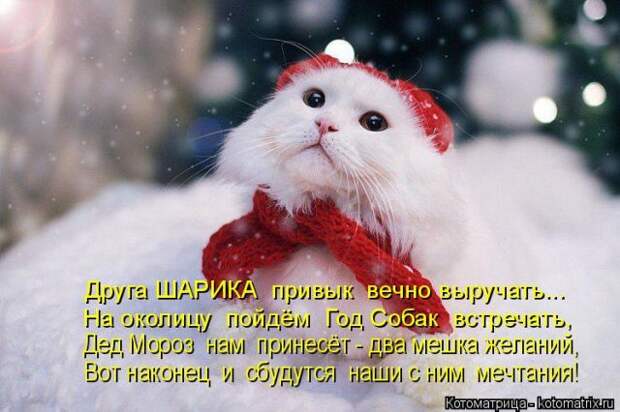 Лучшие котоматрицы недели (50 фото)