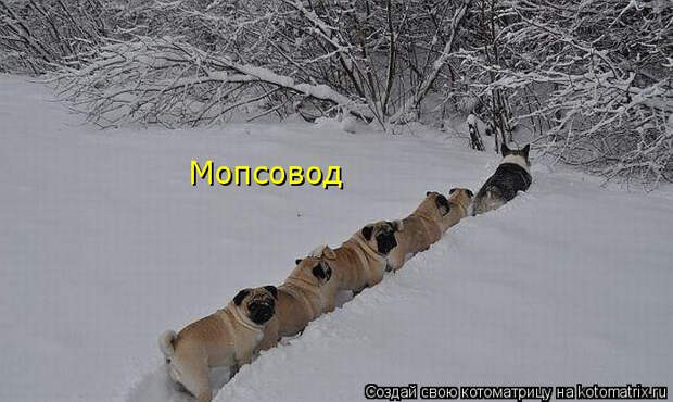 kotomatritsa_if (700x418, 154Kb)