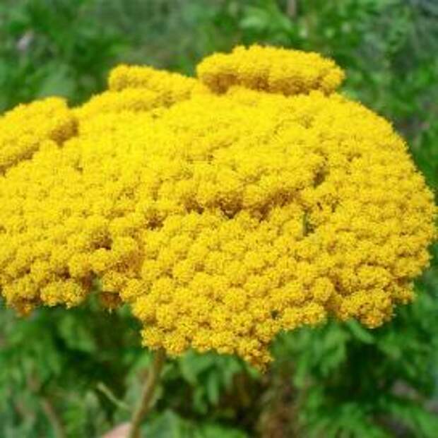 Тысячелистник (Achillea Filipendulina)