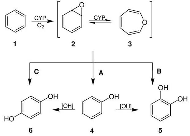 Превращения бензола в человеческом организме