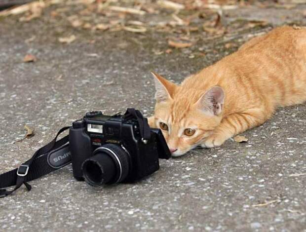Животные-фотографы (30 фото)