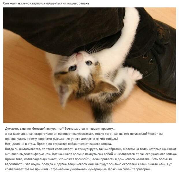 6 милых кошачьих повадок и их неожиданные объяснения
