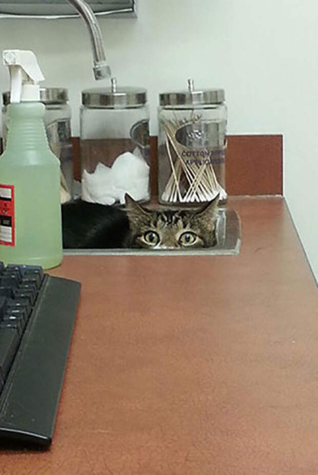 Pets Really Don’t Enjoy Visits to the Vet