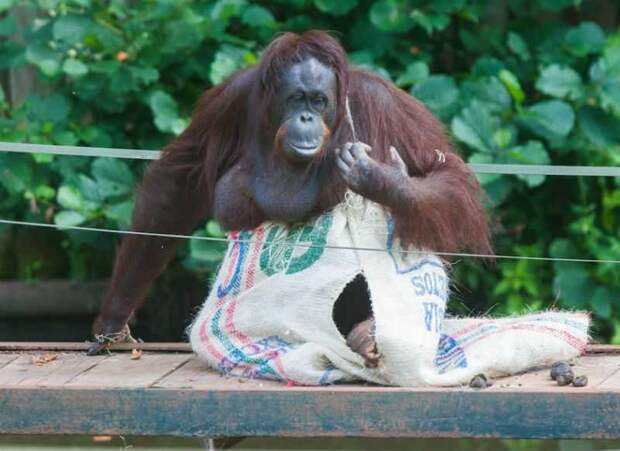 Самка орангутанга поразила посетителей зоопарка, сделав себе платье из мешка  