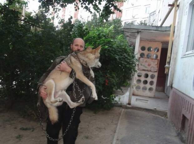 Волгоград : волк в качестве домашнего питомца