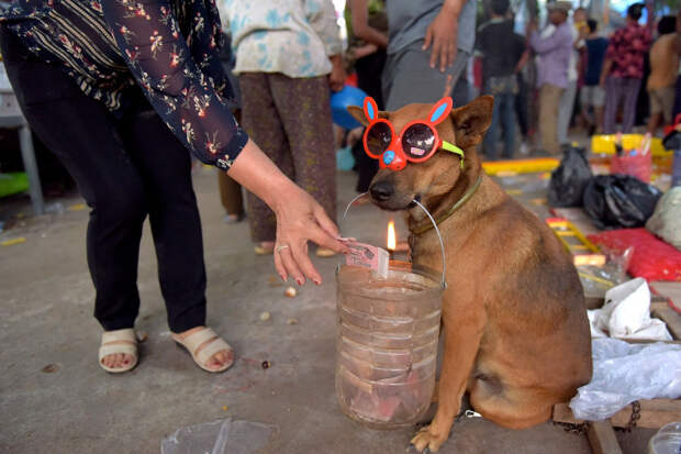 Сбор денег с помощью собаки на храм в Кандале, Камбоджа
