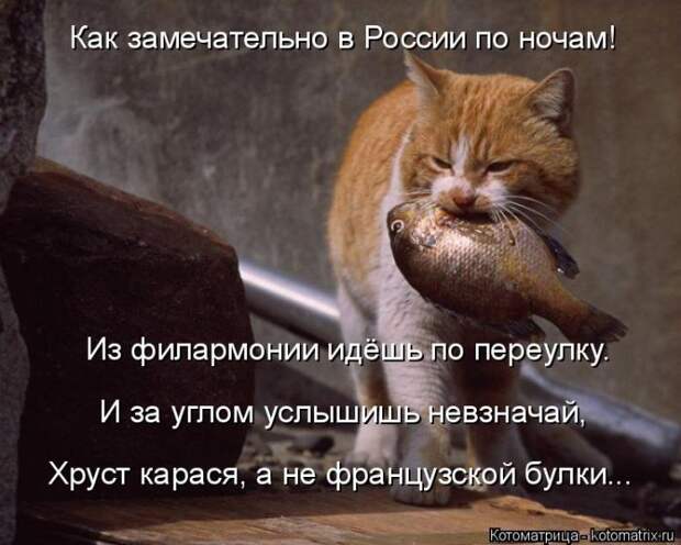 Лучшие котоматрицы недели (50 фото)