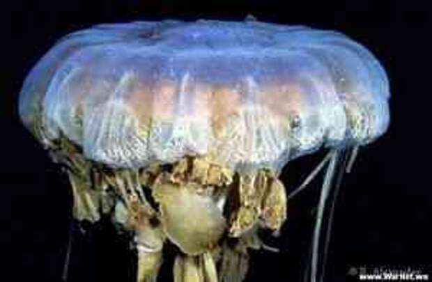 Жуть. У берегов Японии найдена гигантская медуза весом в 200 кг. 206. 