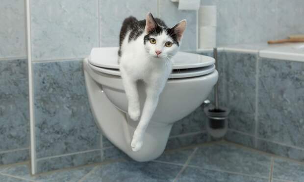 Если в стуле появилась слизь: когда это норма и в каком случае надо идти к врачу