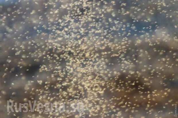 Атака комаров и медуз: Одесская область — эпицентр природной аномалии (ФОТО, ВИДЕО) | Русская весна