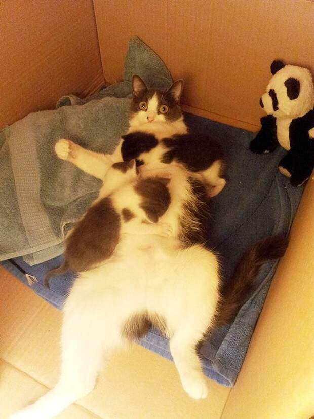 Гордые мамы-кошки со своими многочисленными котятами Гордые мамы-кошки, кошки со своими котятами