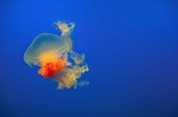 Jellyfish-pictures-5