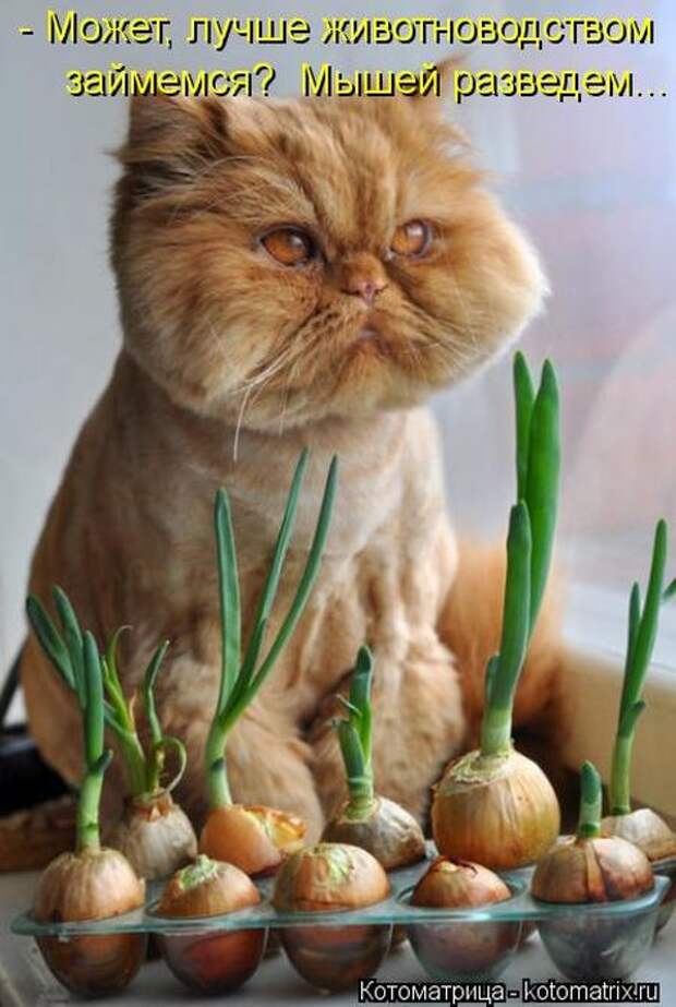 Котоматрицы(картинки с надписями)