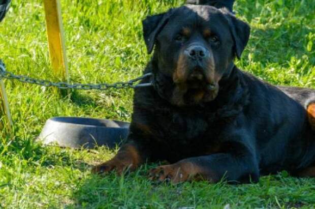 Опубликован график бесплатного чипирования собак в Тамбове в марте